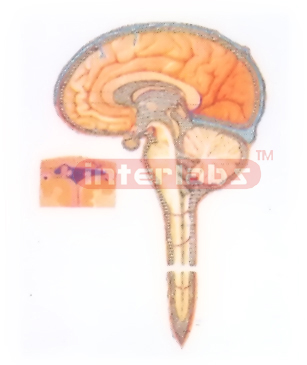 DIAGRAM OF CEREBROSPINAL FLUID CIRCULATION